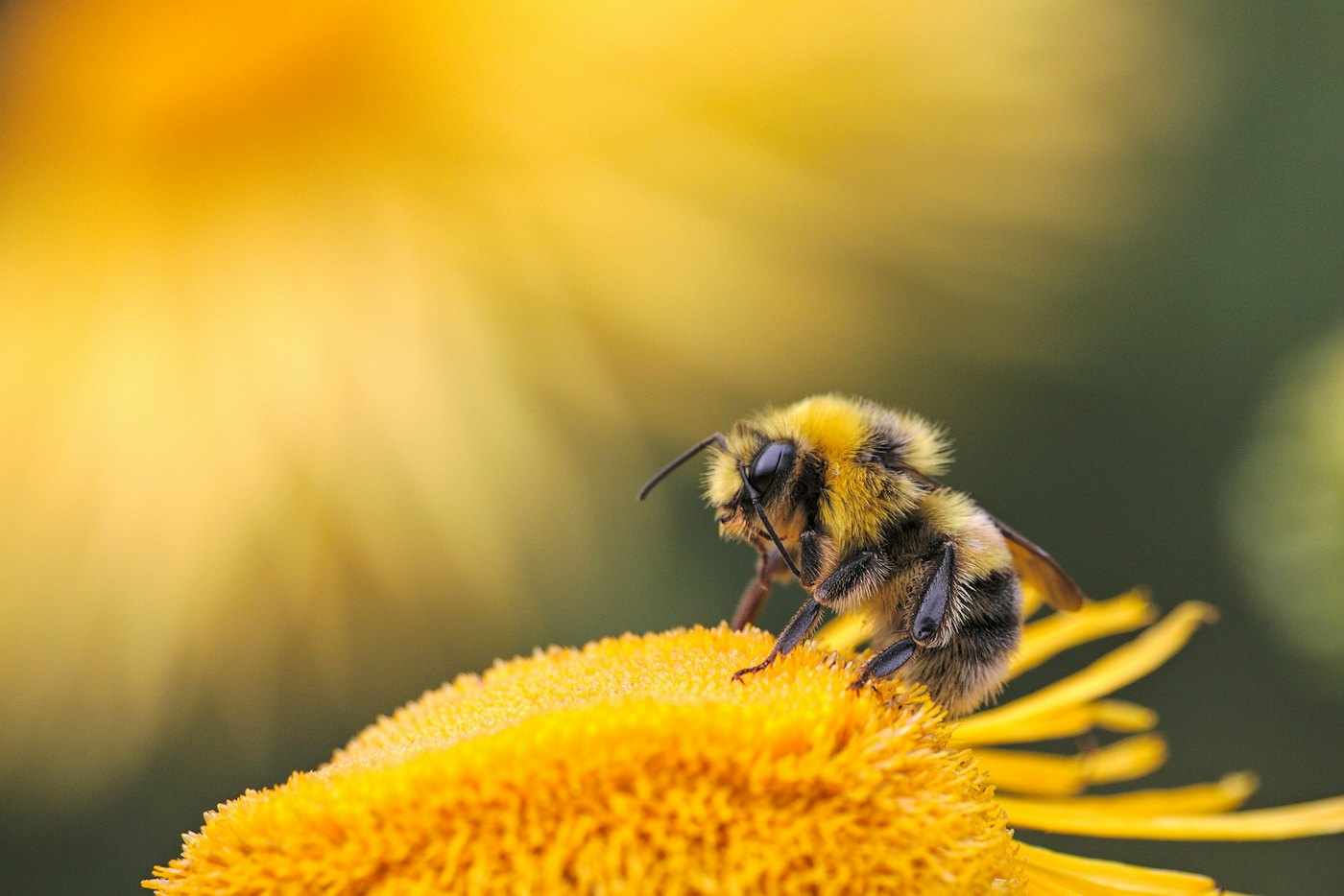 A bee gathering pollen on a flower