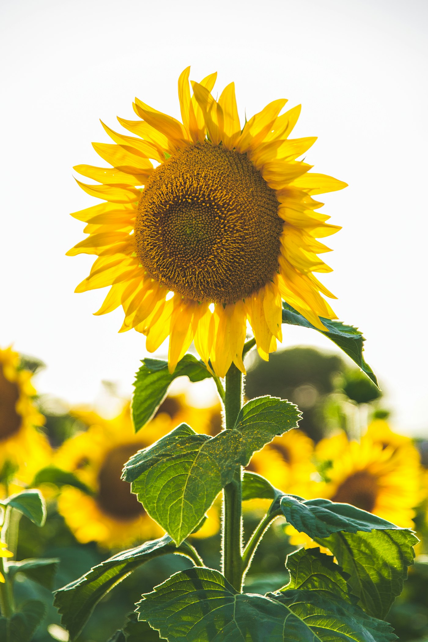 A sunlit field of sunflowers