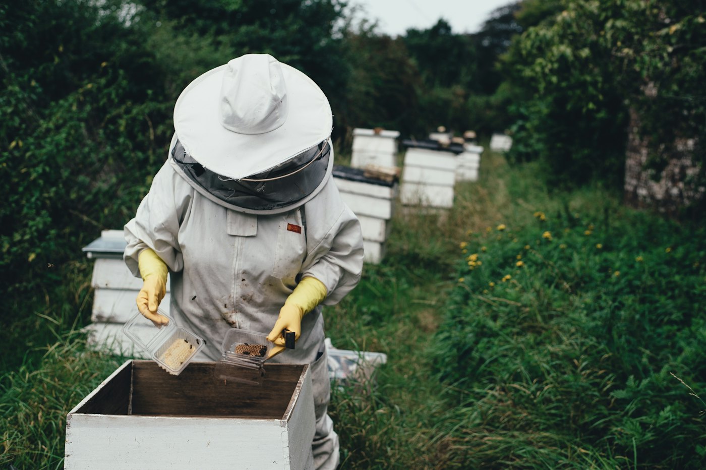 Beekeeper inspecting hives in a meadow